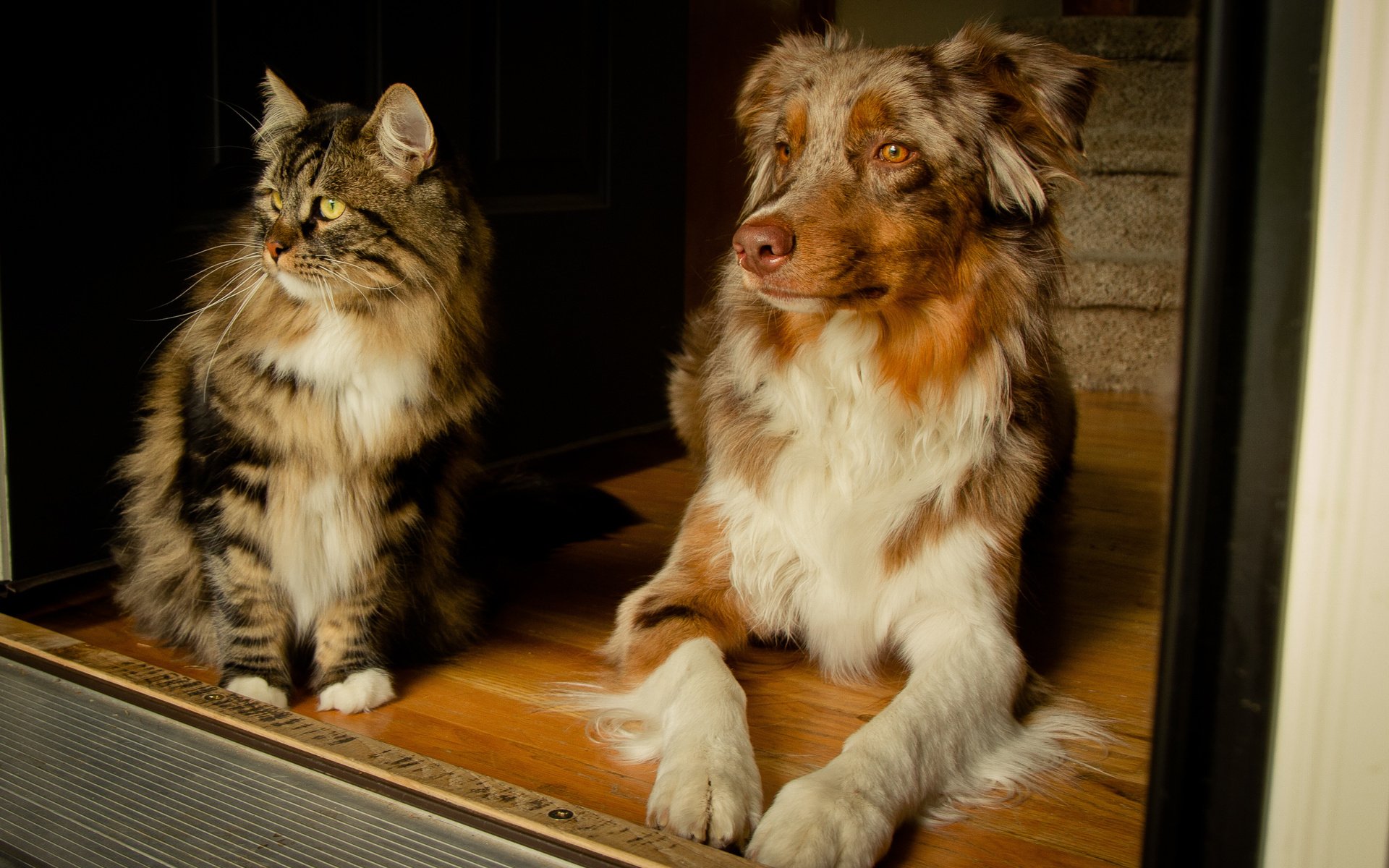 A dog and a cat sit together on a wooden floor, framed by an open door, creating a warm and inviting HD desktop wallpaper background.
