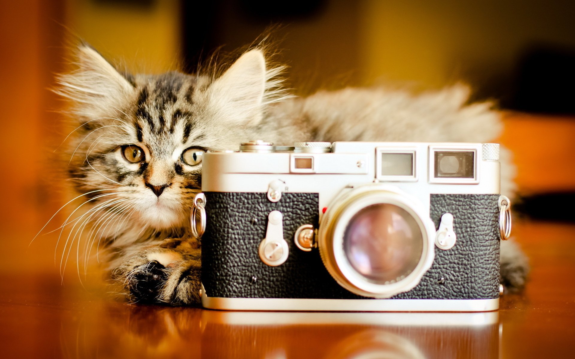 A charming cat rests beside an antique camera, showcasing a warm, inviting scene. This HD PC desktop wallpaper adds a delightful touch to any background.