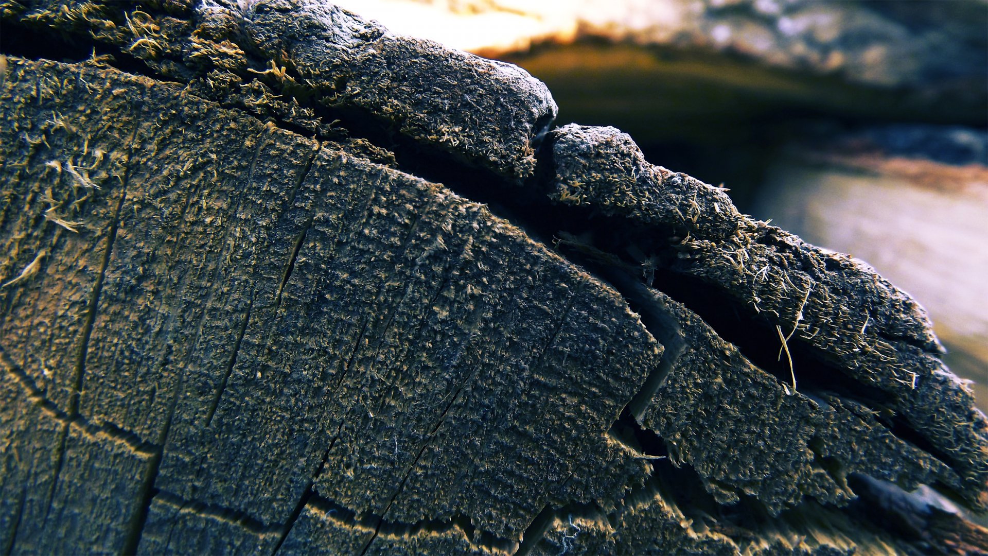 Download Nature Tree HD Wallpaper