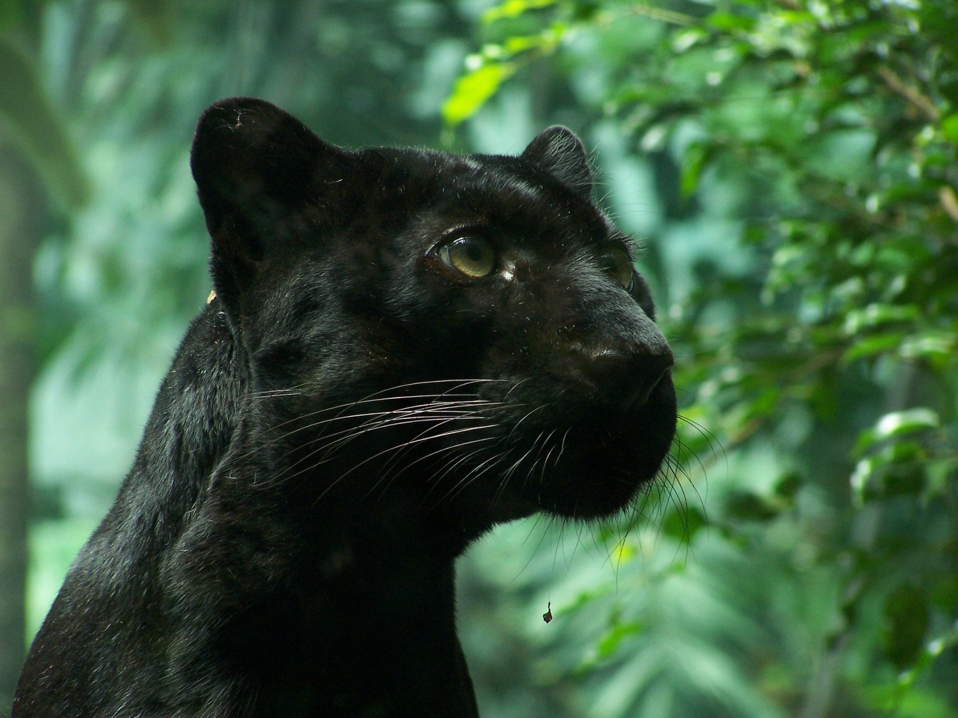 Black Panther HD Wallpaper | Background Image | 2304x1728
