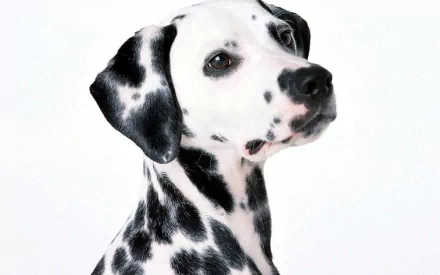 HD desktop wallpaper featuring a close-up portrait of a Dalmatian dog with distinctive black spots on a white background.