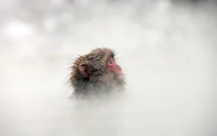HD desktop wallpaper of a Japanese macaque, also known as a snow monkey, emerging from misty hot spring water in a serene winter setting.