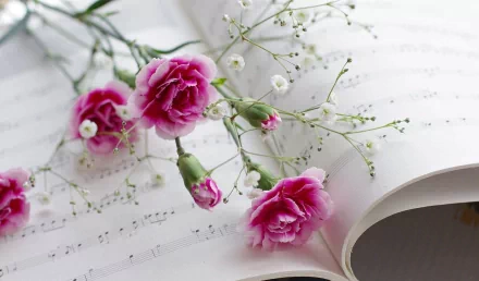 A beautiful arrangement of pink carnations atop sheet music, creating a serene and artistic desktop wallpaper and background. Man-made floral elegance in high definition.