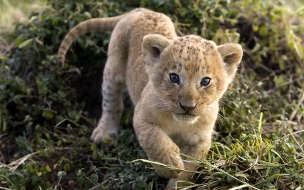 HD desktop wallpaper featuring a close-up of a curious baby lion walking through grass in a natural setting.