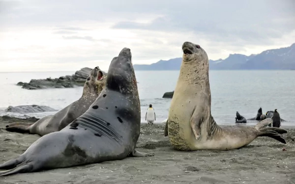 HD desktop wallpaper featuring a group of elephant seals resting on a sandy shore with a calm sea and distant mountains in the background.