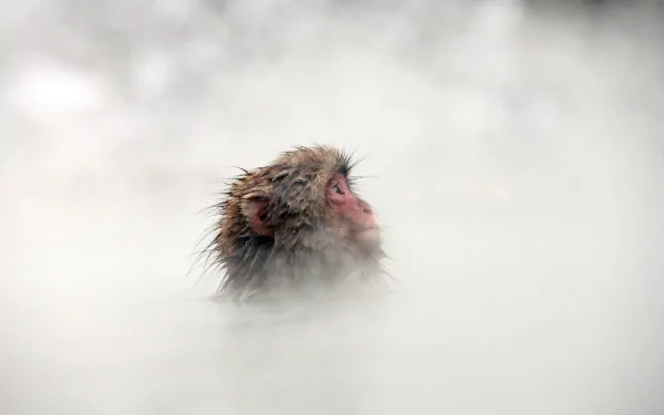 HD desktop wallpaper of a Japanese macaque, also known as a snow monkey, emerging from misty hot spring water in a serene winter setting.
