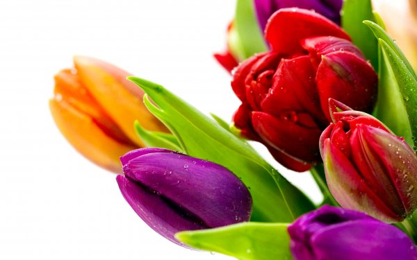 Earth Tulip Flowers Flower Colorful HD Wallpaper | Background Image