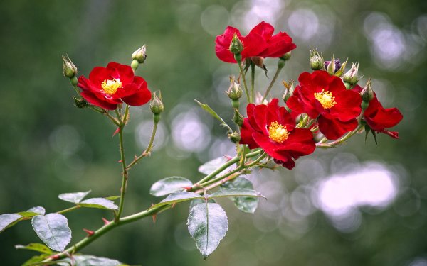 Nature Rose Flowers HD Wallpaper | Background Image
