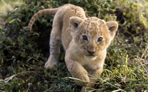HD desktop wallpaper featuring a close-up of a curious baby lion walking through grass in a natural setting.