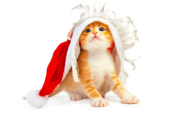 A festive orange cat wearing a Santa hat gazes upward, capturing the holiday spirit. This playful scene serves as a charming Christmas-themed desktop wallpaper.