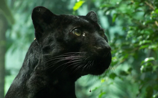 HD PC desktop wallpaper featuring a close-up of a black panther against a lush green forest background.