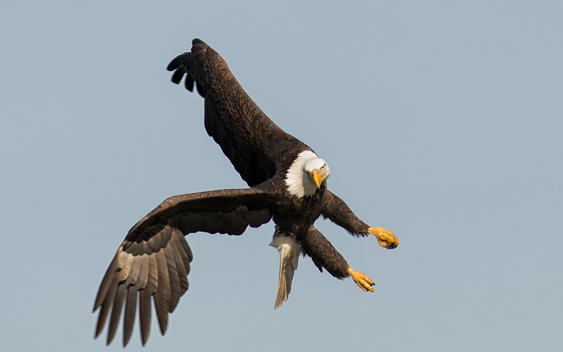 Download Animal Eagle HD Wallpaper