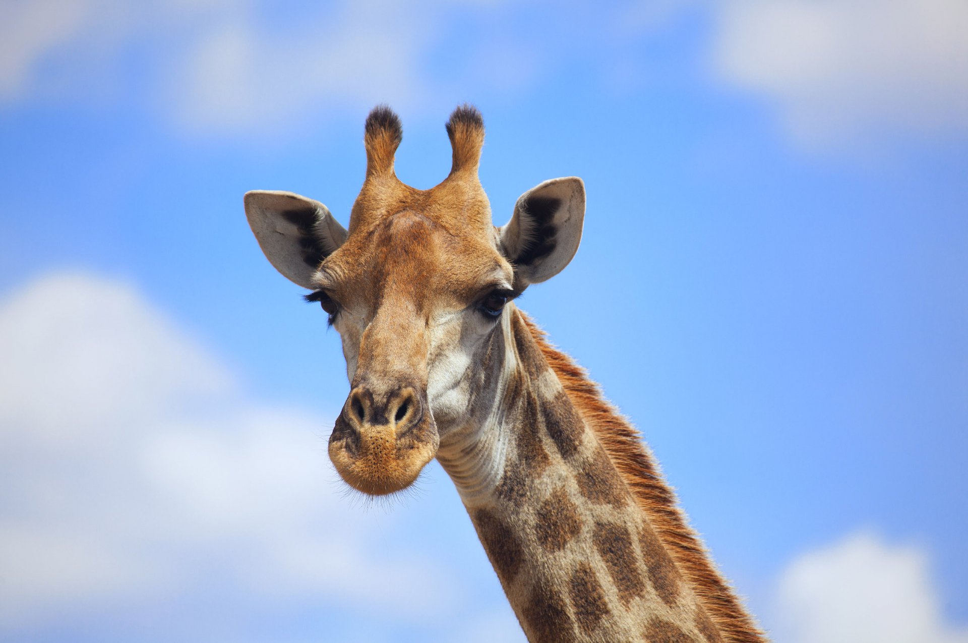 Giraffe Full HD Wallpaper and Background Image | 2560x1700 | ID:334342