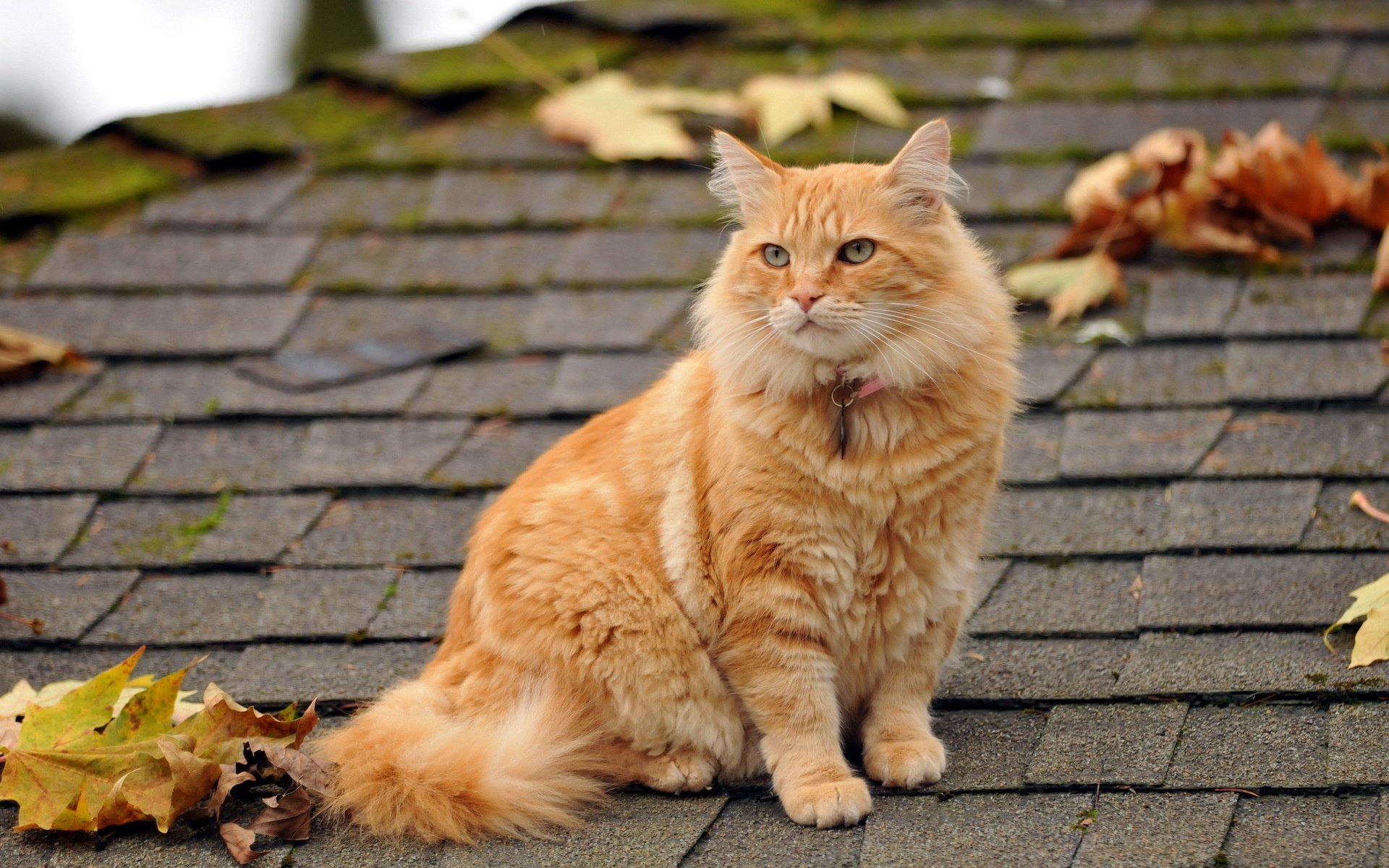An orange tabby cat sits gracefully on a shingled roof, surrounded by autumn leaves. This HD image serves as a captivating desktop wallpaper.