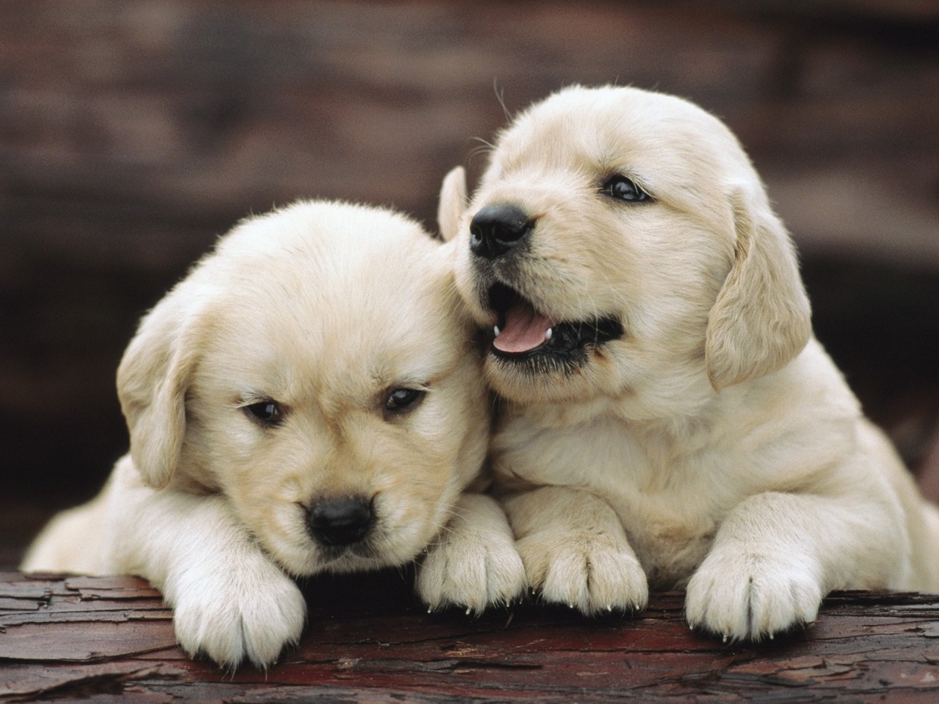 Download Puppy Animal Golden Retriever Hd Wallpaper