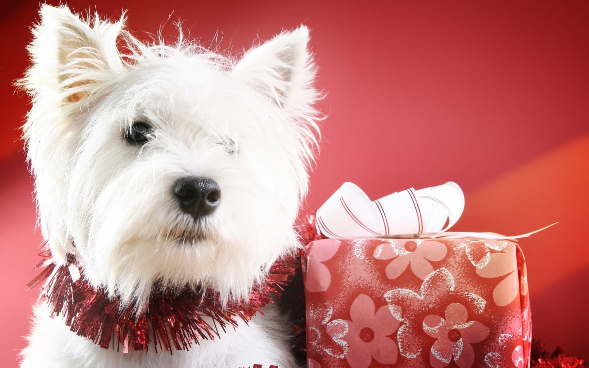 West Highland White Terrier dog wearing red tinsel beside a floral-wrapped gift on a red background — 2K Quad HD PC wallpaper/background.