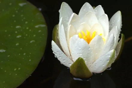 HD desktop wallpaper featuring a close-up of a white water lily covered in water droplets, surrounded by dark water and a large green lily pad.