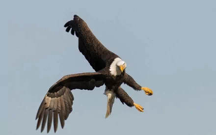 Animal eagle HD Desktop Wallpaper | Background Image