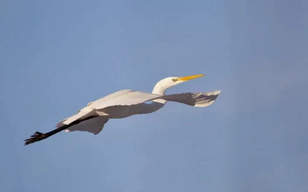 HD desktop wallpaper of a white egret bird gracefully flying against a clear blue sky, showcasing the elegance of this animal in motion.