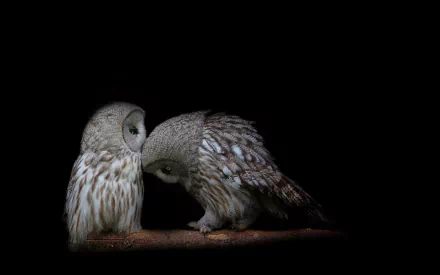 Two owls gently interact against a dark background, creating a serene and intimate scene. This HD image serves as an engaging desktop wallpaper or background.