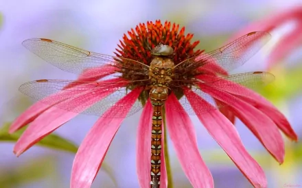 Close-up HD desktop wallpaper of a vibrant pink coneflower with a detailed dragonfly perched on its center, showcasing delicate wings and natural beauty.