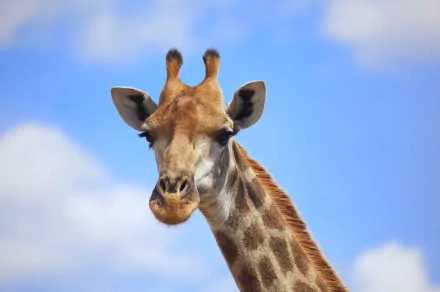 A close-up of a giraffe against a blue sky, showcasing its distinctive features. This vibrant image serves as a striking HD PC desktop wallpaper and background.