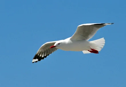 Animal seagull HD Desktop Wallpaper | Background Image