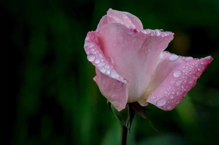 HD PC desktop wallpaper: close-up of a dewy pink rose against a dark green nature background.