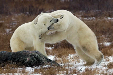 Two polar bears playfully interact in a snowy landscape, capturing the beauty of wildlife. This HD image serves as a striking desktop wallpaper or background.