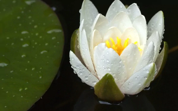 HD desktop wallpaper featuring a close-up of a white water lily covered in water droplets, surrounded by dark water and a large green lily pad.