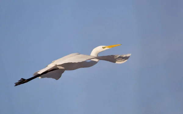 HD desktop wallpaper of a white egret bird gracefully flying against a clear blue sky, showcasing the elegance of this animal in motion.
