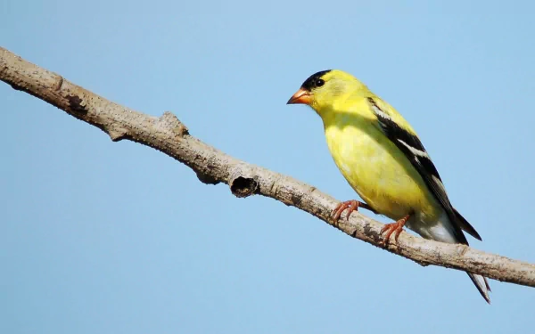 HD PC desktop wallpaper background of an American goldfinch (animal) perched on a branch against a clear blue sky.