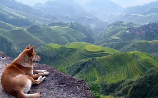 HD desktop wallpaper featuring a Shiba Inu resting on a rock, overlooking lush, terraced green hills and mountains in the distance.