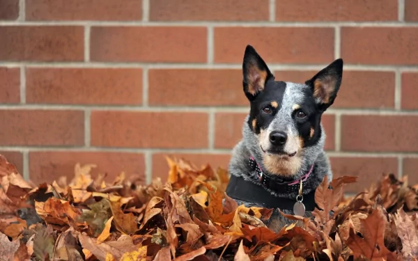 HD desktop wallpaper featuring an Australian Cattle Dog nestled among autumn leaves against a brick wall background.