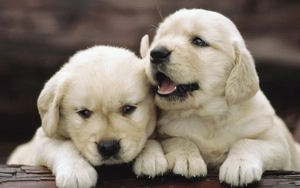 HD desktop wallpaper of two adorable golden retriever puppies, with one resting its head on its paws and the other playfully yawning beside it.