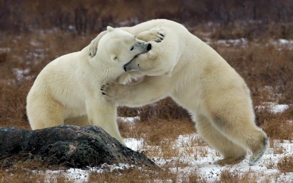 Two polar bears playfully interact in a snowy landscape, capturing the beauty of wildlife. This HD image serves as a striking desktop wallpaper or background.