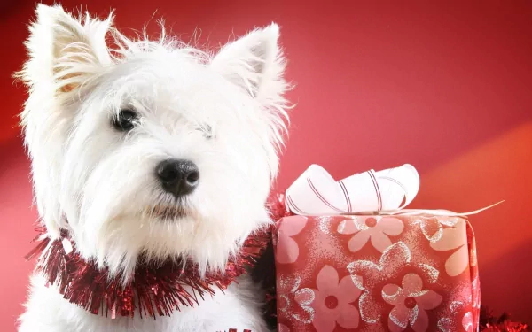 West Highland White Terrier dog wearing red tinsel beside a floral-wrapped gift on a red background — 2K Quad HD PC wallpaper/background.