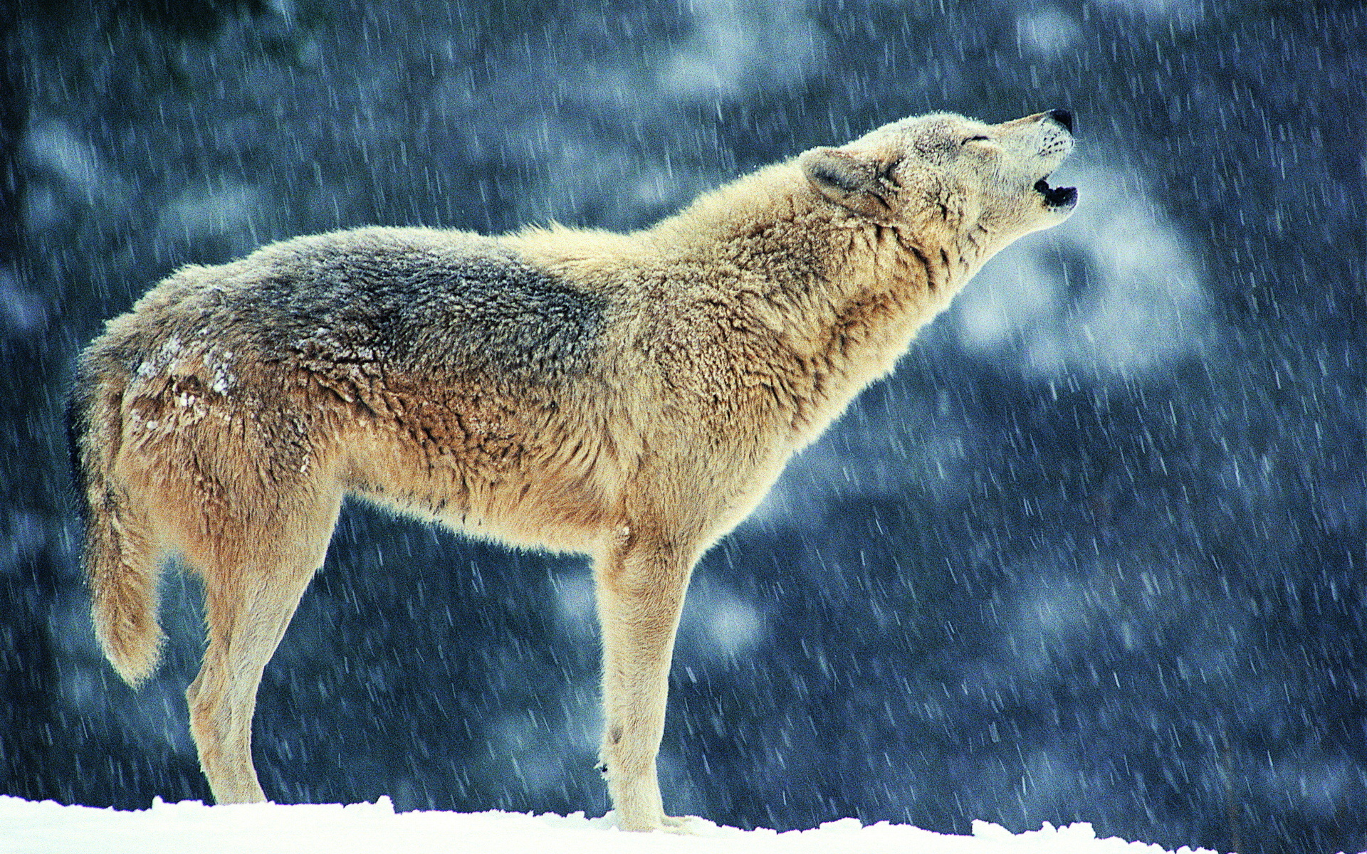 Wolf HD Wallpaper | Background Image | 1920x1200