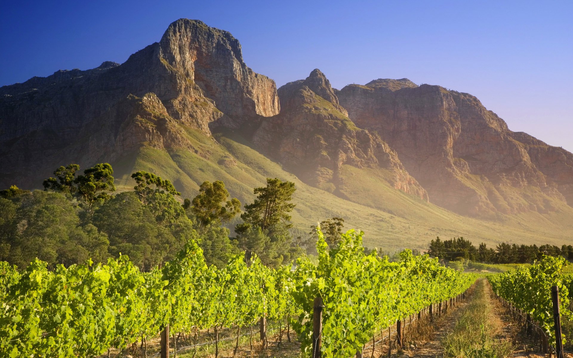 Download Man Made Vineyard HD Wallpaper