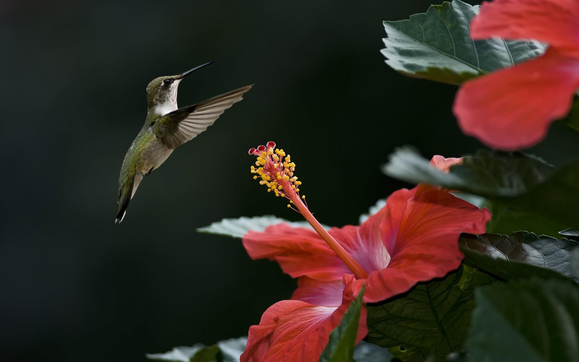 HD PC desktop wallpaper featuring a vivid hummingbird hovering near a bright red hibiscus flower against a dark, blurred background.