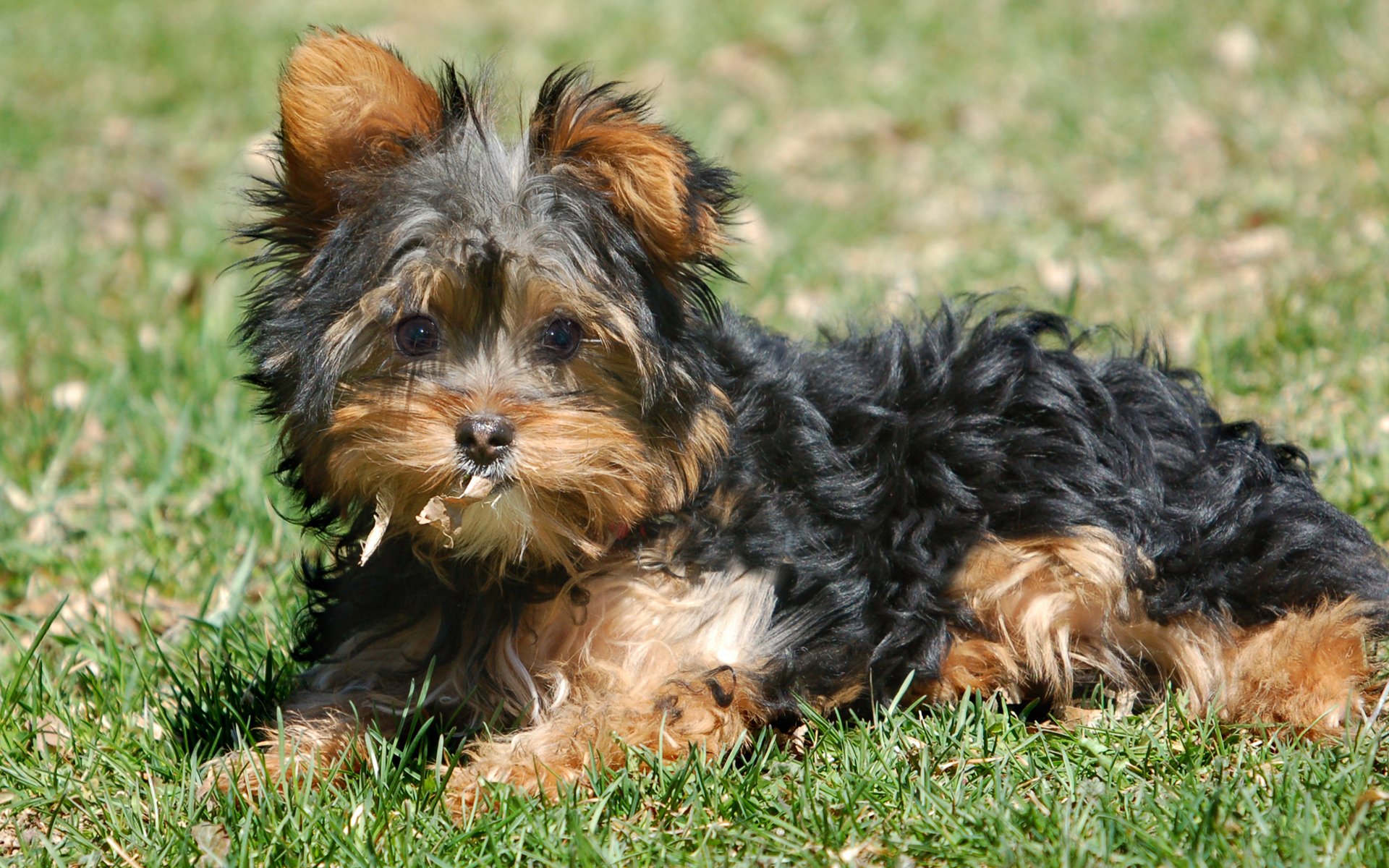 A cute, fluffy dog rests on green grass, showcasing its playful expression. This HD image makes an appealing desktop wallpaper and background.