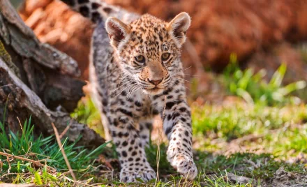 A jaguar cub walks gracefully through a lush green landscape, showcasing its distinctive spotted coat. This stunning image serves as a vibrant 4K Ultra HD desktop wallpaper.