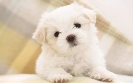 HD desktop wallpaper featuring a cute Maltese puppy with a white, fluffy coat, looking at the camera with a curious expression, set against a soft, plaid background.