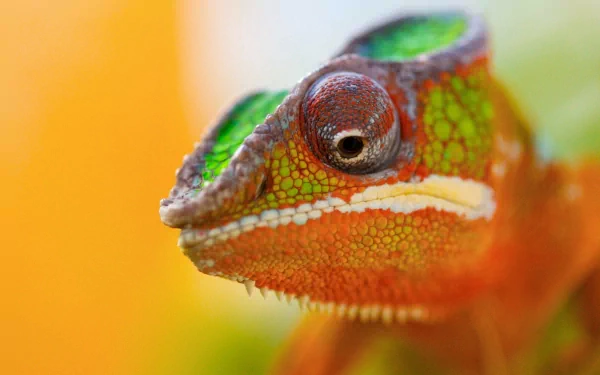 Close-up of a vibrant chameleon showcasing its colorful skin, featuring striking green and orange hues. This HD image serves as an engaging desktop wallpaper and background.
