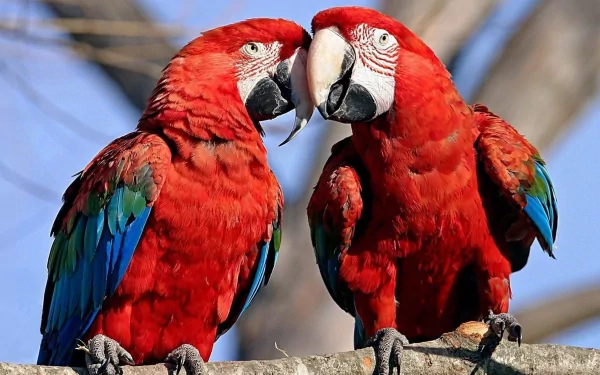 Two vibrant red-and-green macaws share a tender moment on a branch, set against a clear blue sky, making for a stunning HD desktop wallpaper and background.