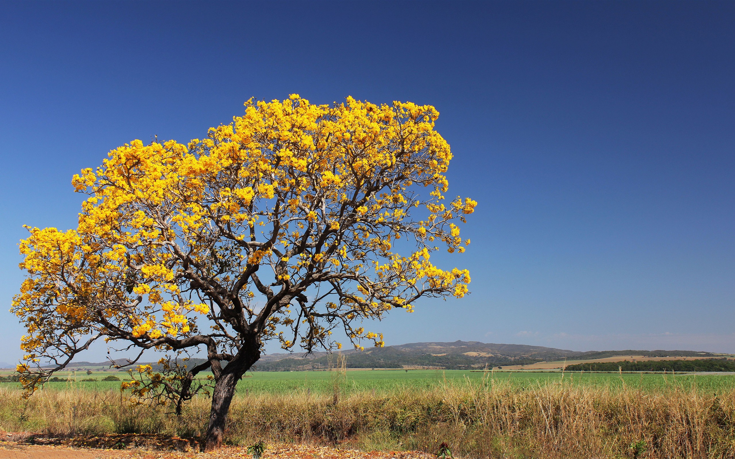 Brazilian Walnut Tree Ocotea Porosa Hd Wallpaper Background Image 2560x1600