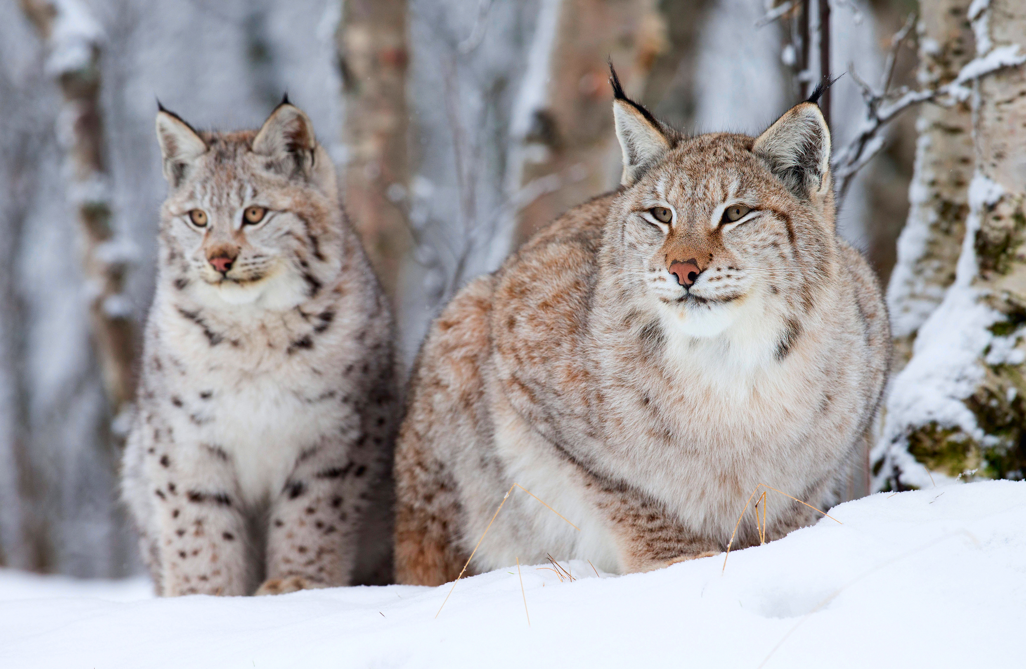 Bobcat HD Wallpaper | Background Image | 2048x1336