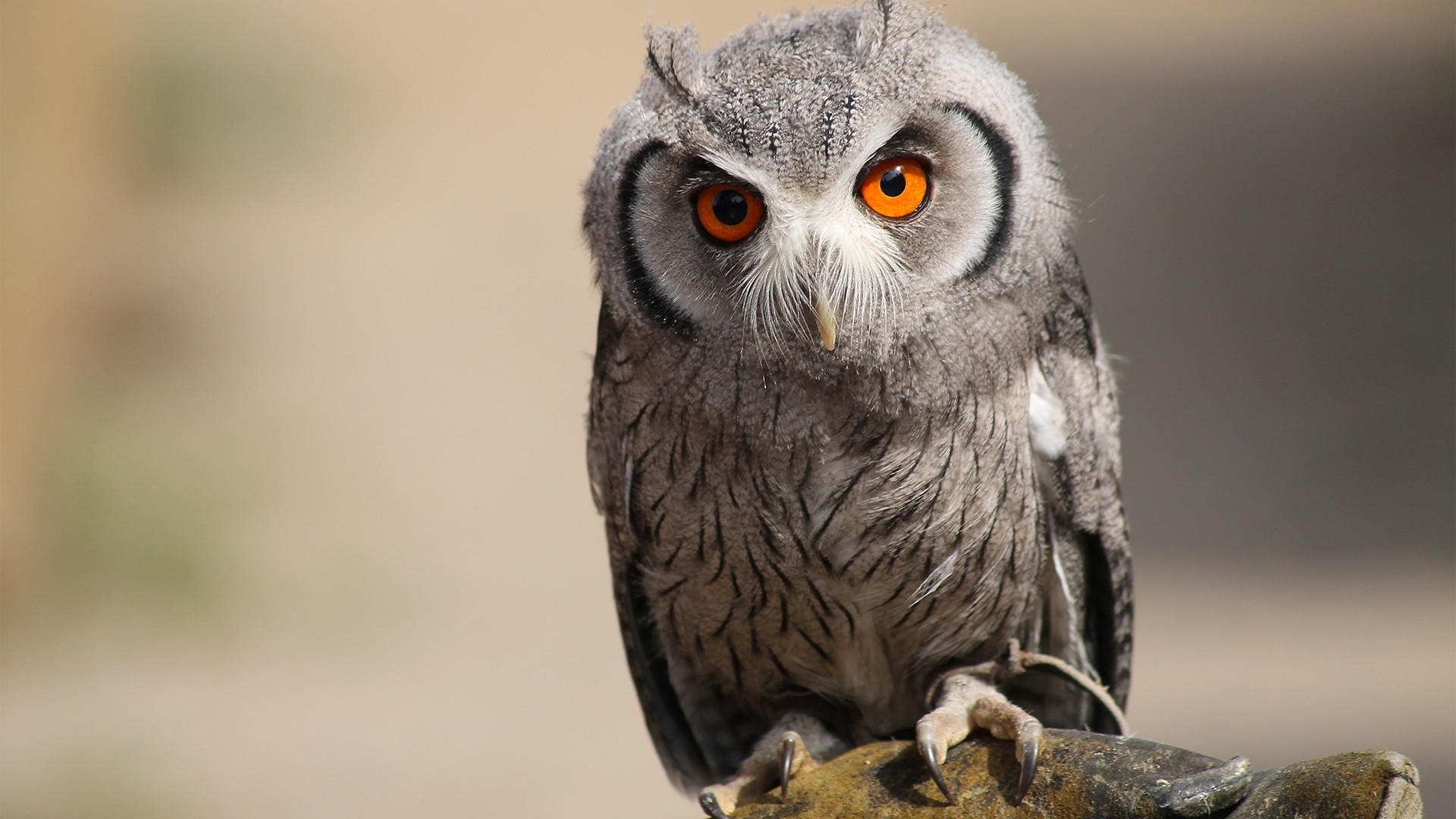 Download Animal Owl HD Wallpaper