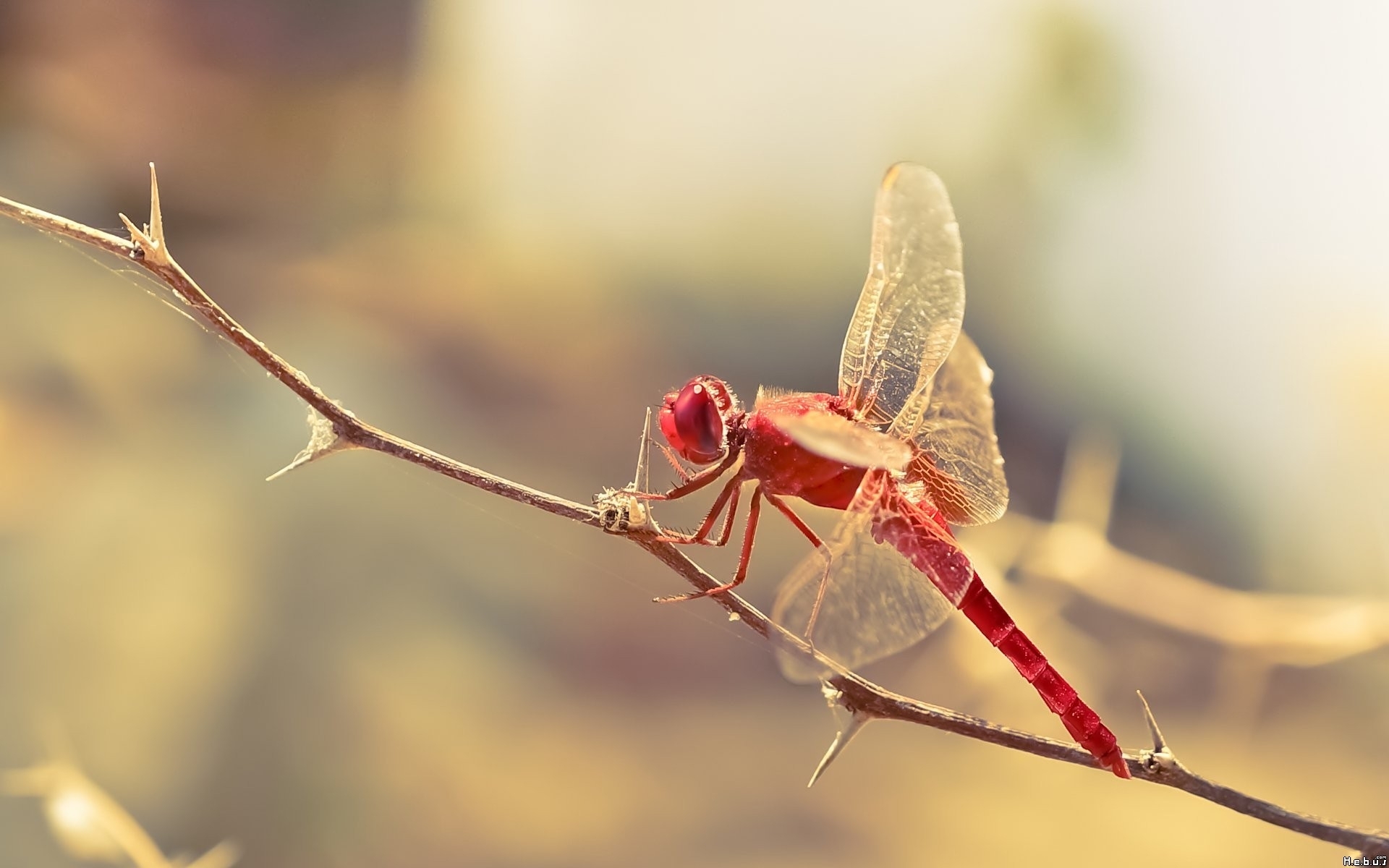 Image Result For Red Dragonfly Macro Wallpapers