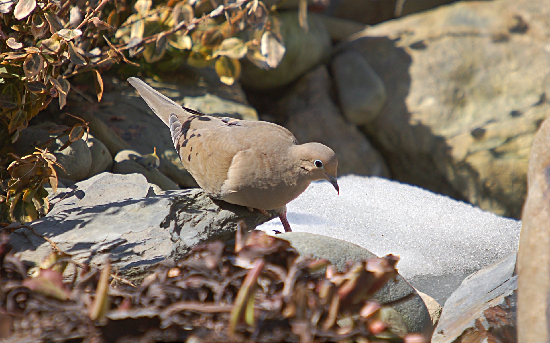 HD PC desktop wallpaper featuring a dove perched on a rock amid dried foliage and scattered snow, creating a natural and serene animal scene.
